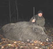 Охота на кабана завтра открывается в Нижегородской области