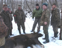 В Удмуртии будут давать разрешение на охоту на лося, взамен на хвост лисы или волка