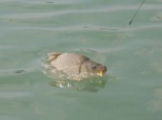 Третье место заняли рыбаки из Казахстана на алтайских состязаниях по ловле карпа