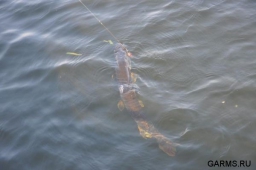 Рыбалка в Волгоградской области не получилась