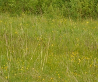 Сроки охоты в Астраханской области перенесены из-за жары