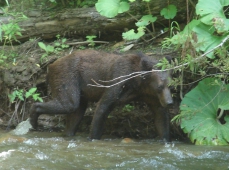 Сроки открытия охоты на Сахалине и Курильских островах на водоплавающих в летне-осенний период 2011 года