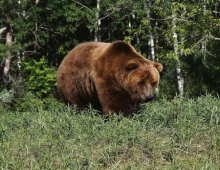 Красноярский край: 700 лицензий на охоту на медведя будет выдано в 2011-2012 году