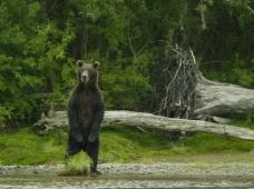Камчатка: ограничения и сроки охоты в летне-осенне-зимний сезон охоты 2011–2012 года