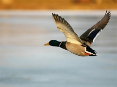 Волгоградская область: ограничения и сроки охоты в летне-осенне-зимний сезон охоты 2011–2012 года