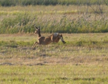 Украина: Распоряжение правительства на отсрочку открытия нового охотничьего сезона в стране