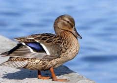 Европейская автономная область открыла охоту на водоплавающую дичь