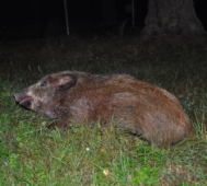 Зять прикинулся кабаном - тесть его убил на охоте в Тюменской области