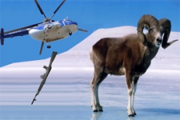 Анатолий Банных просит отложить суд о браконьерской VIP-охоте на Алтае