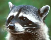 Охотник убил себя из собственного же ружья