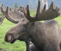 Уральский браконьер вместе с лосем отправил на тот свет и напарника