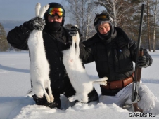 Сроки охоты на зайцев в Челябинской области сокращены