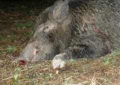 С серьезным ранением закончилась охота для сына чешского вице-премьера Йоханнеса