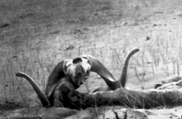 Снова отложен суд об охоте на архаров