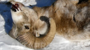 Обвиняемые в охоте на архаров попросили остановить дело