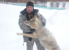 Волки атакуют уральский поселок