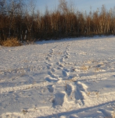 Заместитель председателя думы застрелен на охоте в Приморье