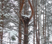 В Башкирии инженер нефтяной компании выстрелил в себя по неосторожности