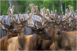 Цена охоты на маралов для избранных