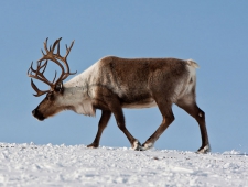 В Карелии идут поиски браконьеров на северных оленей из Красной книги