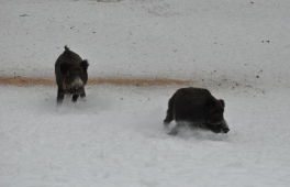 Охота на кабана в Липецкой области стоила  браконьеру  111000 рублей