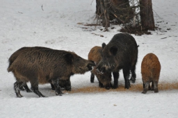 Тверская область: профилактика африканской чумы свиней оценена в 107 млн. рублей
