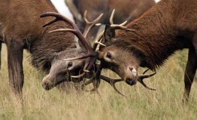 Четыре американца на спор застрелили 100 оленей