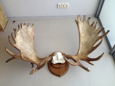 В ходе выставки в Дарвиновском музее будут представлены трофеи императoрской охоты