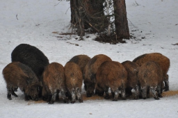 В Смоленской области обнаружена вспышка классической свиной чумы