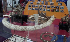 В Башкирии обнаружили бивень мамонта