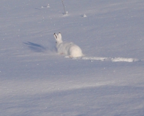 В Якутии издан указ о запрещении охоты на зайца-беляка и дикого оленя
