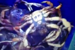 Непонятный лик на брюхе краба