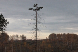 Незаконная охота на Урале