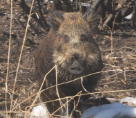 У свердловских кабанов африканской чумы не обнаружено