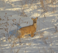 Миграция косуль в Курганскую область