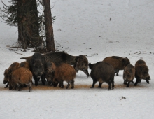 Фауна Южного Урала будет подсчитана