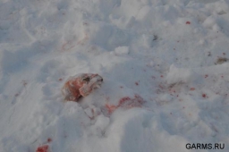 Охота на волка в Свердловской области