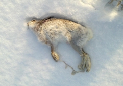 Центральная Россия стремительно теряет зайца-русака