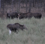 Охотничьи туристические туры в Беларуси – отличная бизнес-идея