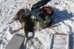 Год условно: один из участников незаконной охоты на Алтае осужден