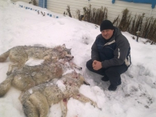 Полторы сотни охотничьих бригад в Якутии займутся отстрелом волков