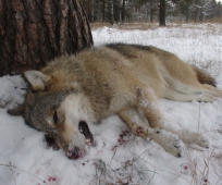 В Курганской области прошла интенсивная охота на волка
