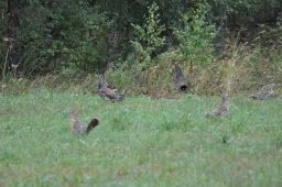 После охоты один из двух приятелей оказался на больничной койке