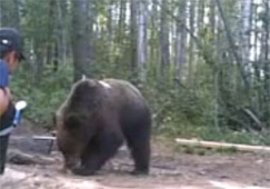Необычное поведение медведей в Югре