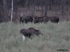 Красноярский край: определены сроки осенней охоты
