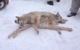 Охота на волков в степях Астраханской области