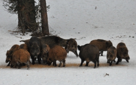 Миграция кабанов в заповедник Таганай
